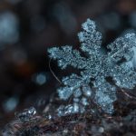 macro photography of snowflake