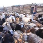 Улсын хэмжээнд өнөөдрийн байдлаар 6.1 сая мал төллөөд байна. Энэ нь нийт төллөх малын 22.1 хувь болж байна. ХХААХҮЯ-наас мэдээлснээр, энэ жил нийт 27.9 сая мал төллөнө. 