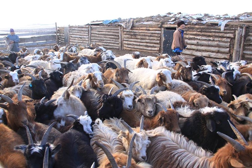 Улсын хэмжээнд өнөөдрийн байдлаар 6.1 сая мал төллөөд байна. Энэ нь нийт төллөх малын 22.1 хувь болж байна. ХХААХҮЯ-наас мэдээлснээр, энэ жил нийт 27.9 сая мал төллөнө. 