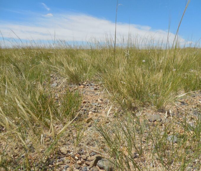 4.-Хялгана-ба-хазаар-өвс-680x580 Home