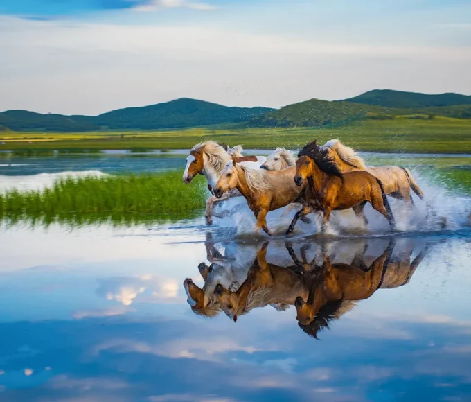 mongolia-hest-680x580 Home
